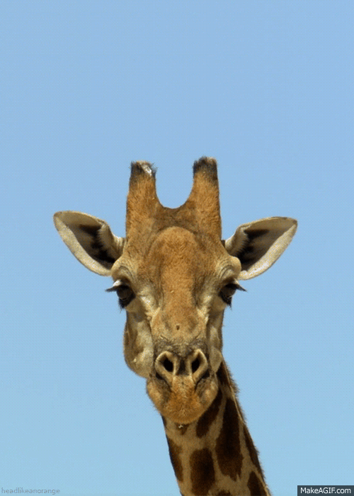 Giraffe_wink